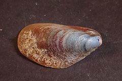 Modiolus philippinarum