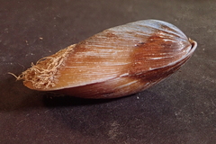 Modiolus philippinarum