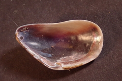 Modiolus philippinarum