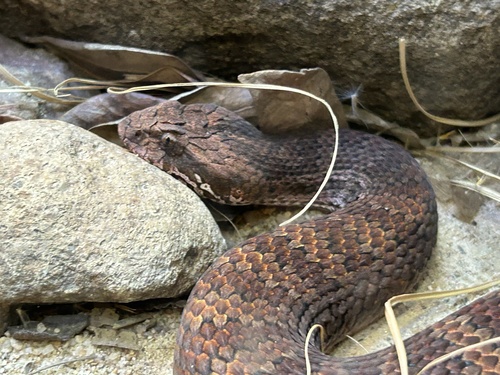 Southern Death Adder sighting