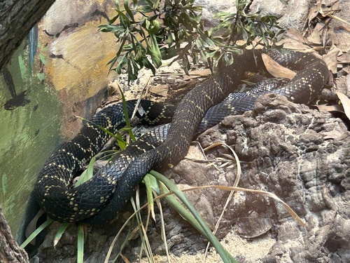 Broad-headed Snake sighting