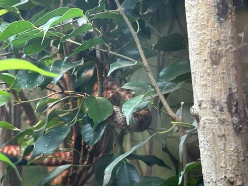 Brown Tree Snake sighting