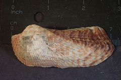 Arca navicularis