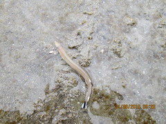 Gonorynchus forsteri