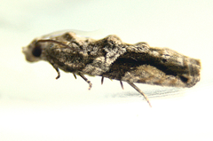 Proteoteras crescentana