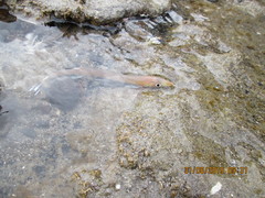 Gonorynchus forsteri