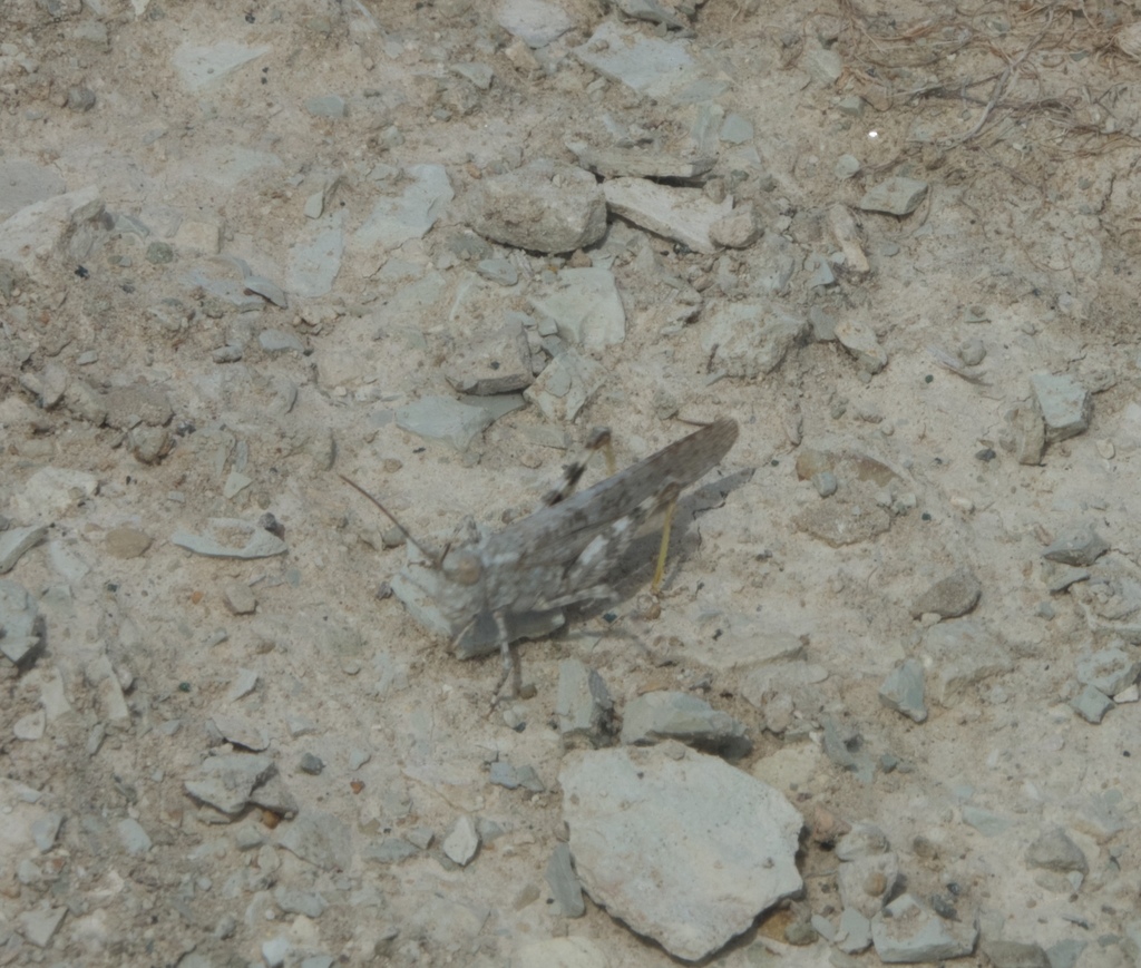 Badlands Grasshopper