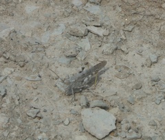 Trimerotropis sparsa