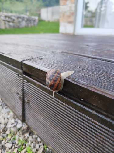 Cornu aspersum