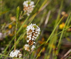 Epacris lanuginosa