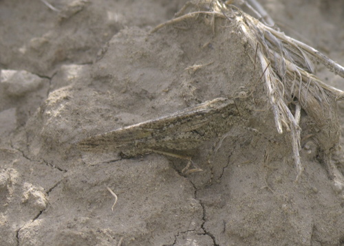 Thomas' Slender Grasshopper photo 5