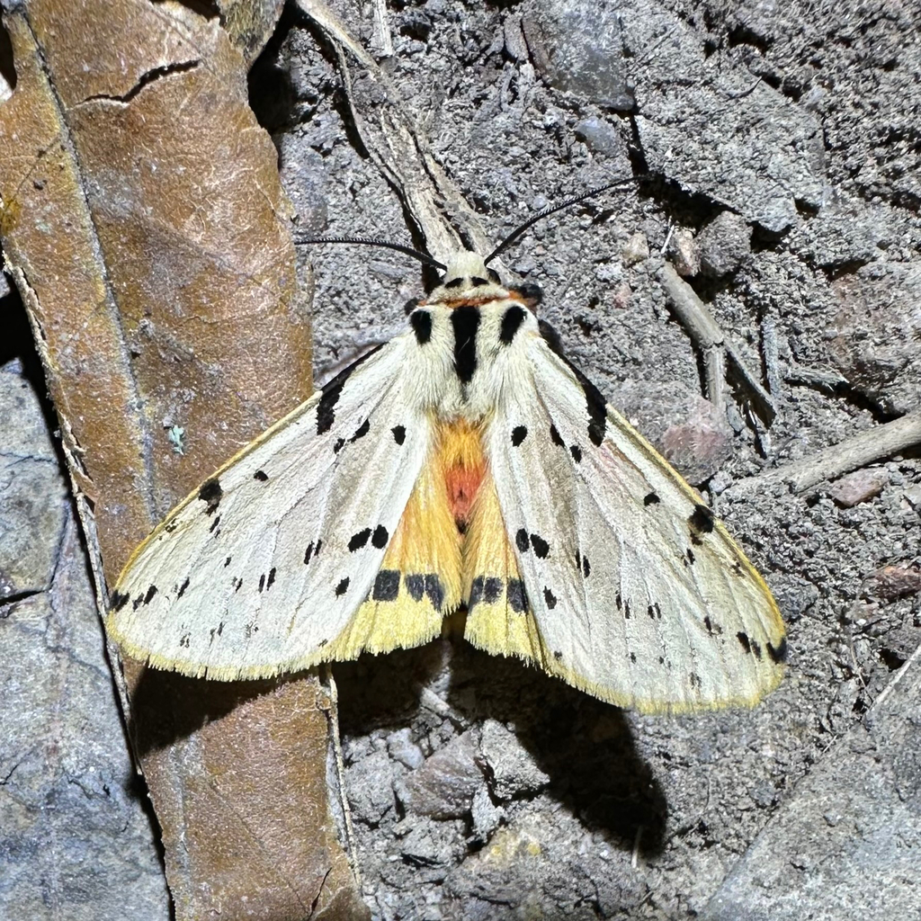 Spilarctia nobilis