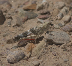 Trimerotropis latifasciata