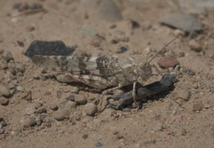 Trimerotropis latifasciata