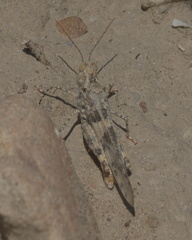 Trimerotropis latifasciata
