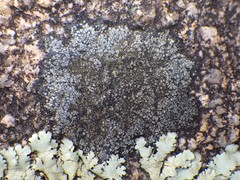 Rinodina atrocinerea