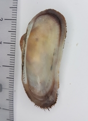 Barbatia barbata