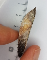 Barbatia barbata