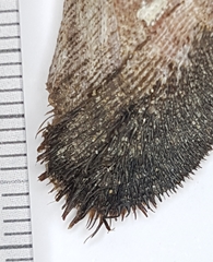 Barbatia barbata