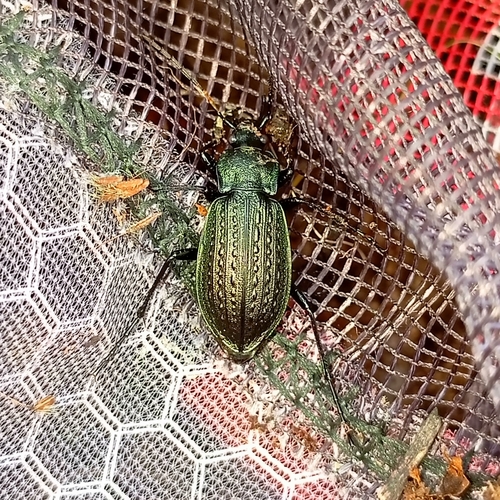 Carabus granulatus telluris