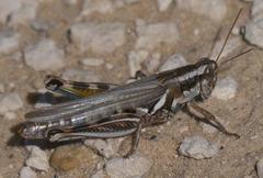 Melanoplus bowditchi