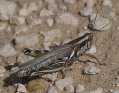 Melanoplus bowditchi