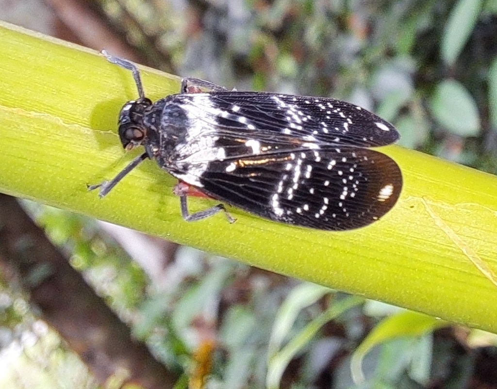 Megacarna albosparsa (Megacarna albosparsa)