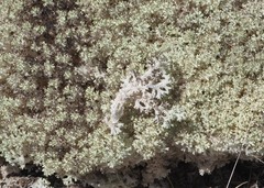 Pulchrocladia retipora