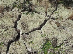 Pulchrocladia retipora