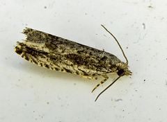 Gretchena concubitana