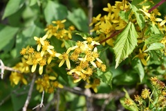 Bidens reptans