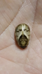 Augoderia nitidula