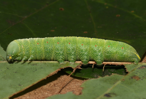 White-dotted Prominent photo 5