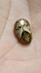 Augoderia nitidula