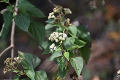 Chromolaena collina