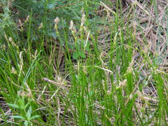 Carex geyeri