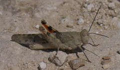 Trimerotropis pistrinaria