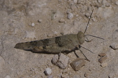 Trimerotropis pistrinaria