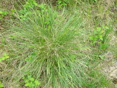 Festuca campestris
