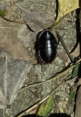 Opisthoplatia