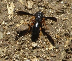 Anterhynchium rufipes