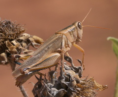 Melanoplus packardii