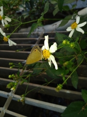Jamides bochus formosanus