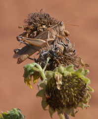 Melanoplus packardii