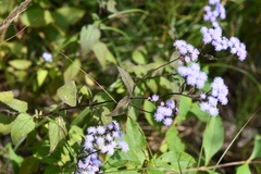 Fleischmannia pycnocephala