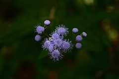 Fleischmannia pycnocephala