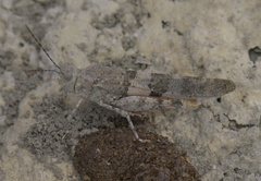 Trimerotropis latifasciata