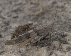 Trimerotropis latifasciata