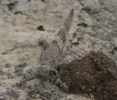 Trimerotropis latifasciata