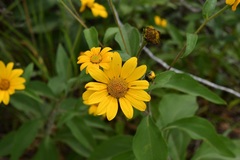 Tithonia longiradiata